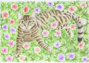 Tabby Cat lying among Busy Lizzies