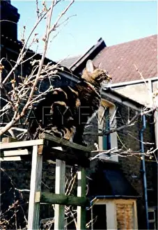 Shirley Evans: TABBY CAT OUTDOORS (1)