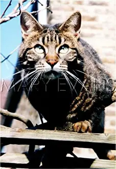 Shirley Evans: TABBY CAT OUTDOORS (2)
