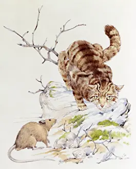 Crawls: A tabby cat stalking a mouse