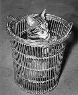 Wastepaper: Tabby cat in wickerwork basket