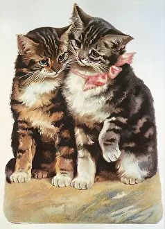 Felines: Tabby Companions