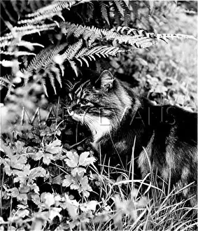 Longhaired: TABBY AMONGST FERNS