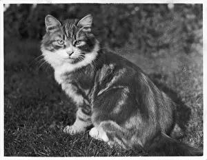 Comfortably: TABBY IN GARDEN