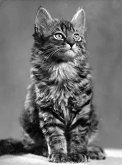 Actually: TABBY KITTEN