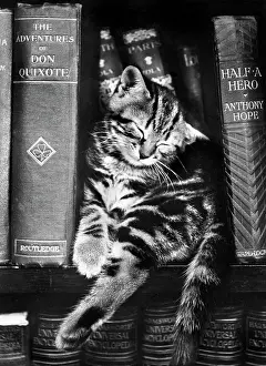 Bookshelves: Tabby kitten asleep on a bookshelf