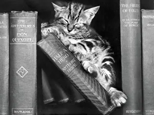 Bookshelves: Tabby kitten asleep on a bookshelf
