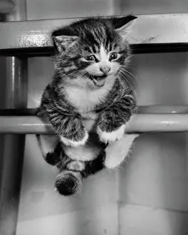 Precarious: Tabby kitten balancing on a chair