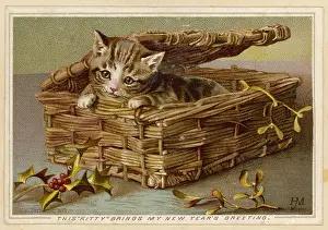 Peeks: TABBY KITTEN IN BASKET