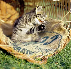 Sacking: Tabby kitten in a basket with canvas sacking