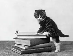 Climbs: TABBY KITTEN ON BOOKS