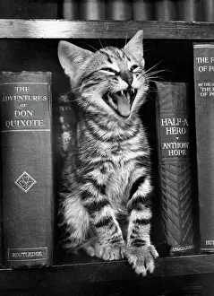 Yawn: Tabby kitten on a bookshelf