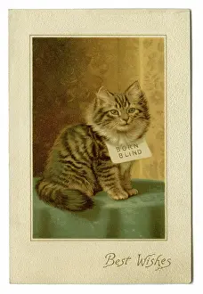 Wishes: Tabby kitten -- Born Blind