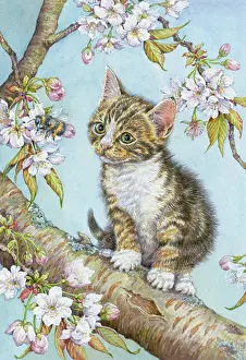 Bumblebee: Tabby Kitten, on a branch of tree with blossom