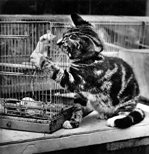 Caged: Tabby kitten with caged mouse