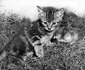 Chicks: Tabby kitten and chick
