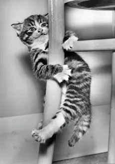 Cling: Tabby kitten clinging to a chair