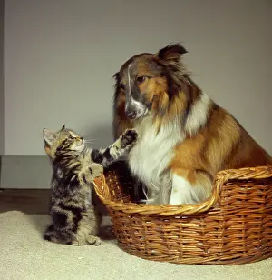 Collies: Tabby kitten with a Collie dog