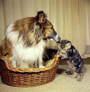 Collies: Tabby kitten with a Collie dog