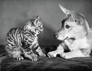 Corgi: Tabby kitten and a Corgi dog