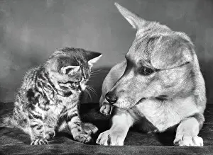 Corgi: Tabby kitten and a Corgi dog