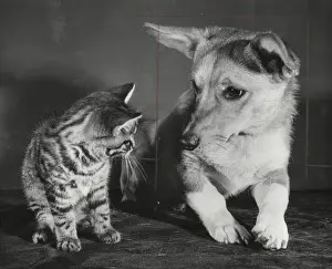 Corgis: Tabby kitten and a Corgi dog