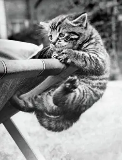 Deckchair: Tabby kitten and deckchair