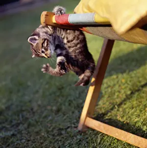 Deckchair: Tabby kitten and deckchair