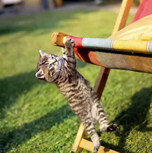 Deckchair: Tabby kitten and deckchair