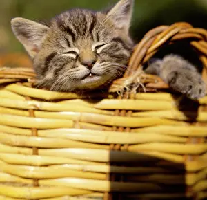 Dozing: Tabby kitten dozing in a basket