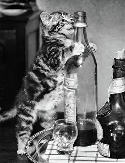 Lick: Tabby kitten with drinks tray