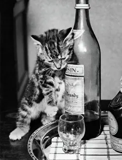 Brandy: Tabby kitten with drinks tray