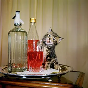 Soda: Tabby kitten with drinks tray