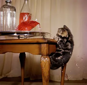 Soda: Tabby kitten with drinks tray