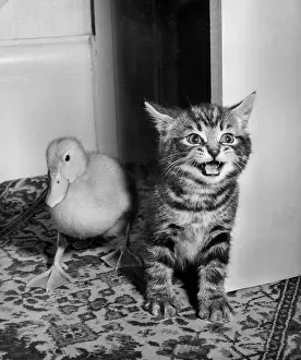 Ducks: Tabby kitten and duckling
