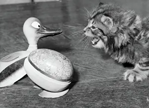 Snarl: Tabby kitten with Easter Egg duck