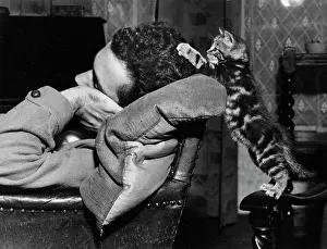 Disturbing: Tabby kitten exploring sleeping man's hair