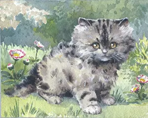 Orton: Tabby Kitten in a garden