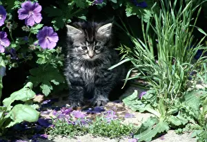 Geranium: Tabby Kitten and Geranium Endressii