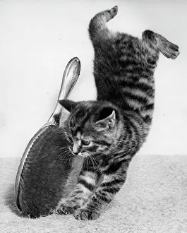 Hairbrush: Tabby kitten with hairbrush