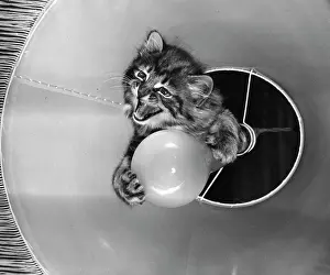 Lampshade: Tabby kitten with light bulb