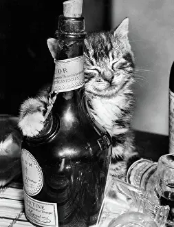 Liqueur: Tabby kitten with liqueur bottle