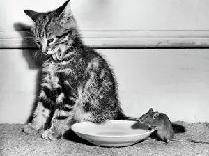 Lick: Tabby kitten, mouse and saucer