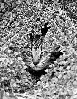 Robin Adler: Tabby kitten peeping through foliage