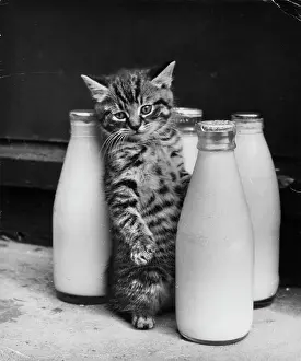 Pint: Tabby kitten with four pints of milk
