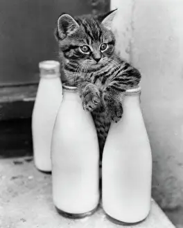 Pint: Tabby kitten with three pints of milk
