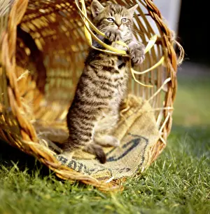 Sacking: Tabby kitten playing inside a basket