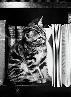 Bookshelves: Tabby kitten reading a book
