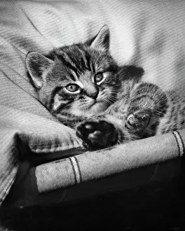 Deckchairs: Tabby kitten relaxing on a deckchair