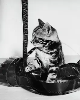 Celluloid: Tabby kitten with roll of celluloid film